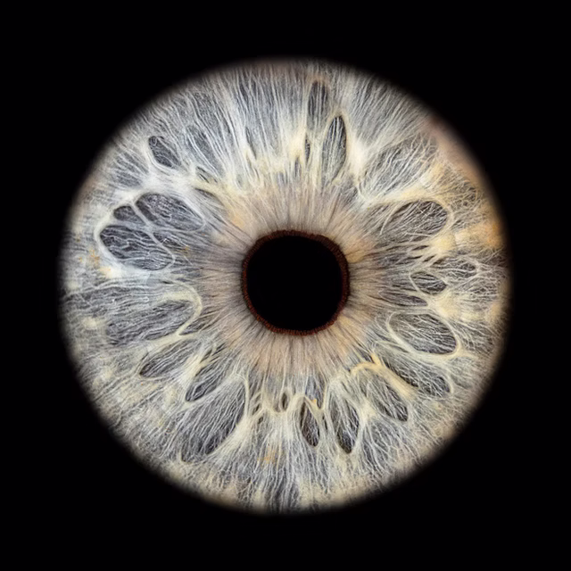 Iris visual