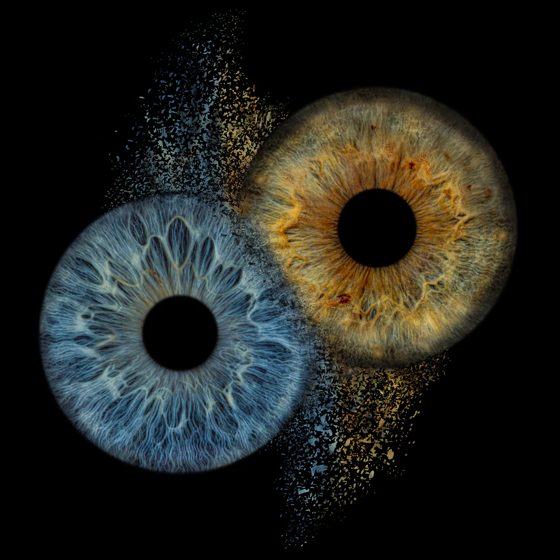 Macula visual